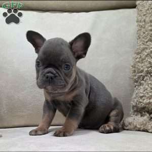 Finley, French Bulldog Puppy